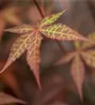 Roter Fächerahorn 'Atropurpureum' - Acer palmatum 'Atropurpureum'