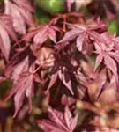 Roter Fächerahorn 'Atropurpureum' - Acer palmatum 'Atropurpureum' - Ziergehölze