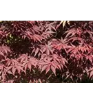 Roter Fächerahorn 'Bloodgood' - Acer palmatum 'Bloodgood'
