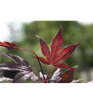 Roter Fächerahorn 'Bloodgood' - Acer palmatum 'Bloodgood'