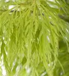 Grüner Schlitzahorn - Acer palmatum 'Dissectum'