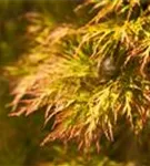 Grüner Schlitzahorn - Acer palmatum 'Dissectum'