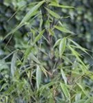 Schirmbambus 'Pingwu' - Fargesia robusta 'Pingwu'