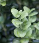 Hoher Buchsbaum - Buxus sempervirens - Heckenpflanzen