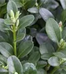 Hoher Buchsbaum - Buxus sempervirens - Heckenpflanzen