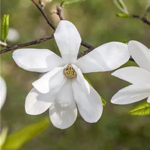 Magnolia kobus - Formgeh&#246;lze