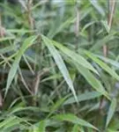 Bambus 'Asian Wonder' - Fargesia scabrida 'Asian Wonder'