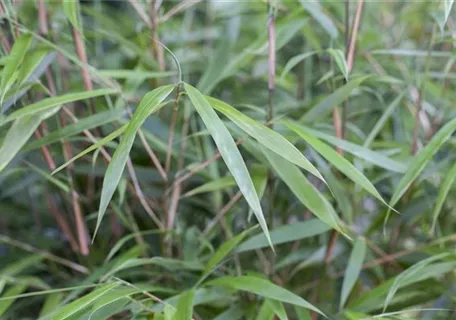 Fargesia scabrida 'Asian Wonder' - Bambus 'Asian Wonder'