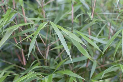 Bambus 'Asian Wonder' - Fargesia scabrida 'Asian Wonder'