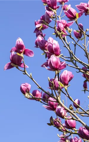 Magnolia liliiflora 'Nigra'