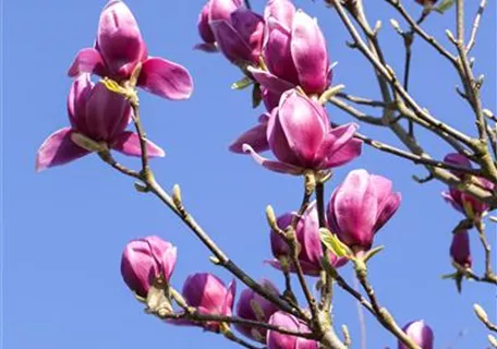 Magnolia liliiflora 'Nigra' - Purpurmagnolie 'Nigra'