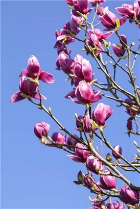 Purpurmagnolie 'Nigra' - Magnolia liliiflora 'Nigra'