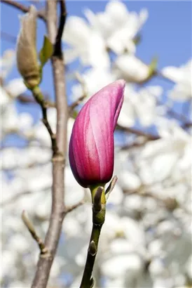 Purpurmagnolie 'Nigra' - Magnolia liliiflora 'Nigra'