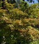 Fächerahorn 'Osakazuki' - Acer palmatum 'Osakazuki'