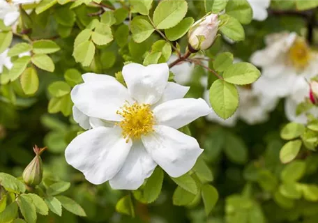 Rosa pimpinellifolia - Pimpernell-Rose