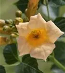 Gelbe Trompetenblume - Campsis radicans 'Flava'