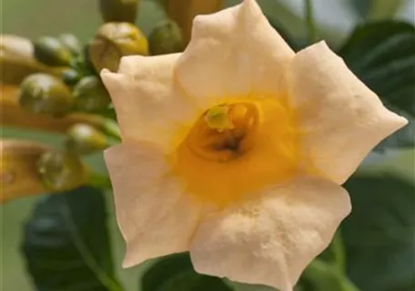 Campsis radicans 'Flava' - Gelbe Trompetenblume