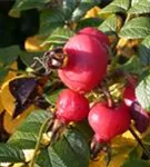 Apfelrose - Rosa rugosa