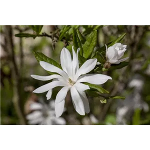 Magnolia stellata - Ziergeh&#246;lze