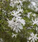 Sternmagnolie - Magnolia stellata - Ziergehölze