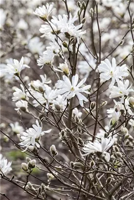 Sternmagnolie - Magnolia stellata - Bonsai