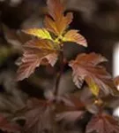 Fasanenspiere 'Diable d'Or' -R- - Physocarpus opulifolius 'Diable d'Or' -R-