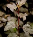 Blasenspiere 'Diabolo' - Physocarpus opulifolius 'Diabolo' -R-