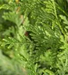 Grüner Riesen-Lebensbaum - Thuja plicata 'Atrovirens'