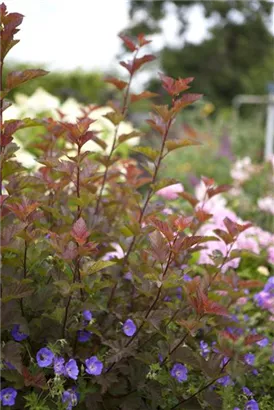 Physocarpus opulifolius 'Lady in Red' R, Fasanenspiere 'Lady in Red