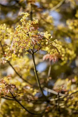 Kugelahorn 'Globosum' - Acer platanoides 'Globosum'