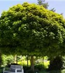 Spitzahorn - Acer platanoides