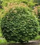 Kugelahorn 'Globosum' - Acer platanoides 'Globosum'
