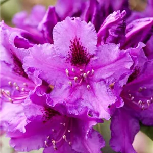 Rhododendron Hybr.&#39;Azurro&#39; II