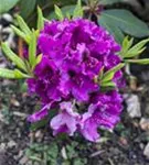 Rhododendron-Hybride 'Azurro' - Rhododendron Hybr.'Azurro' II