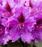 Rhododendron-Hybride 'Azurro' - Rhododendron Hybr.'Azurro' II
