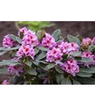 Rhododendron-Hybride 'Belami' -R- - Rhododendron Hybr.'Belami' -R- IV