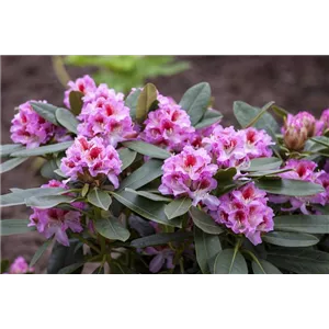 Rhododendron Hybr.&#39;Belami&#39; -R- IV