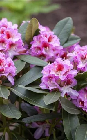Rhododendron Hybr.'Belami' -R- IV