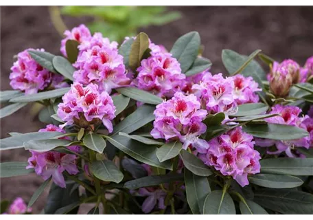 Rhododendron Hybr.'Belami' -R- IV - Rhododendron-Hybride 'Belami' -R-