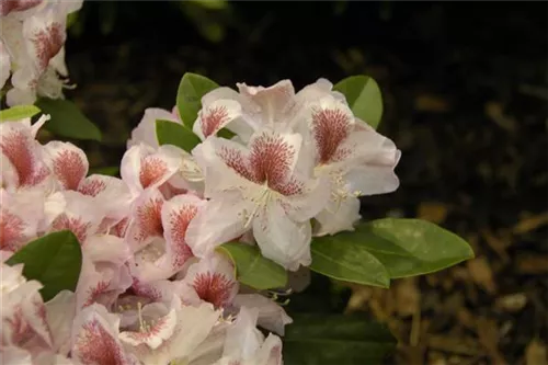 Rhododendron-Hybride 'Belami' -R- - Rhododendron Hybr.'Belami' -R- IV