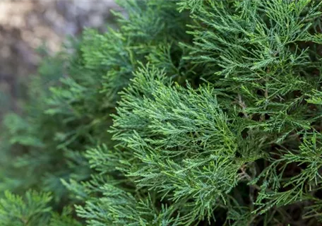 Juniperus chin.'Spartan' - Zypressen-Wacholder 'Spartan'