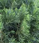 Zypressen-Wacholder 'Spartan' - Juniperus chin.'Spartan'