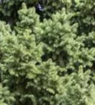 Rotfichte - Picea abies