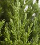 Blauer Kegel-Mooswacholder - Juniperus chin.'Stricta'