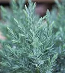 Blauer Kegel-Mooswacholder - Juniperus chin.'Stricta'