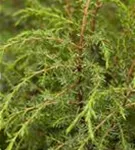Irischer Säulenwacholder - Juniperus com.'Hibernica' - Nadeln - Koniferen