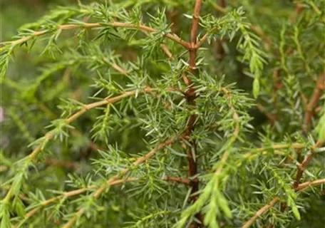 Juniperus com.'Hibernica' - Nadeln - Koniferen - Irischer Säulenwacholder