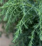 Irischer Säulenwacholder - Juniperus com.'Hibernica' - Heckenpflanzen