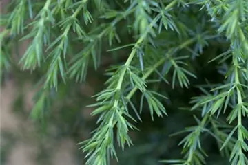 Juniperus - Wacholder