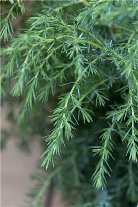 Irischer Säulenwacholder - Juniperus com.'Hibernica' - Nadeln - Koniferen